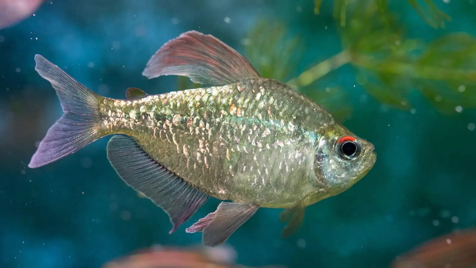 Diamond Tetras