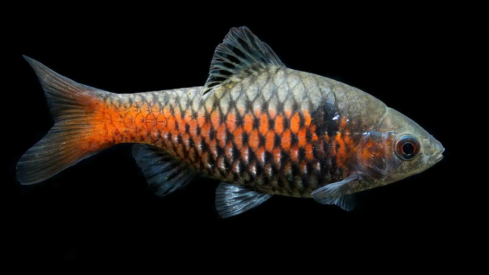 Odessa Barb