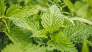 Stinging Nettles for Fish Food and Medicine