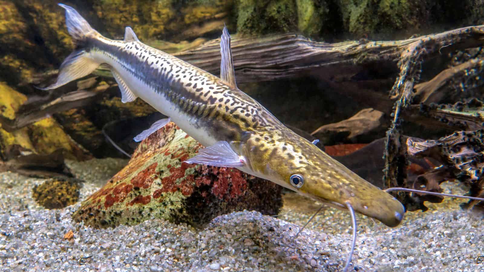 Tiger Shovelnose Catfish