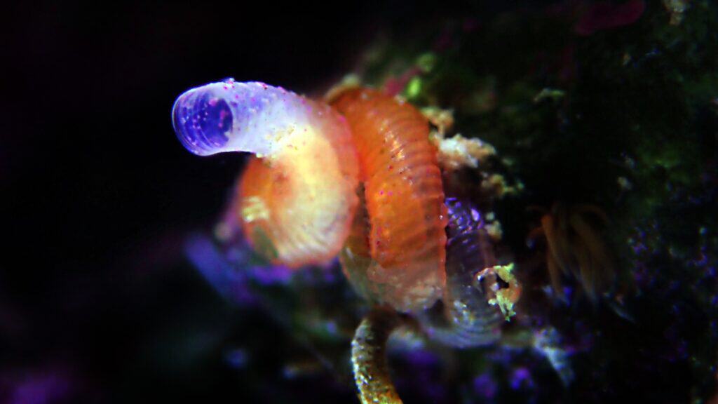 Uncoiled Shell Vermetid Snail: All the Facts an Aquarist Could Need