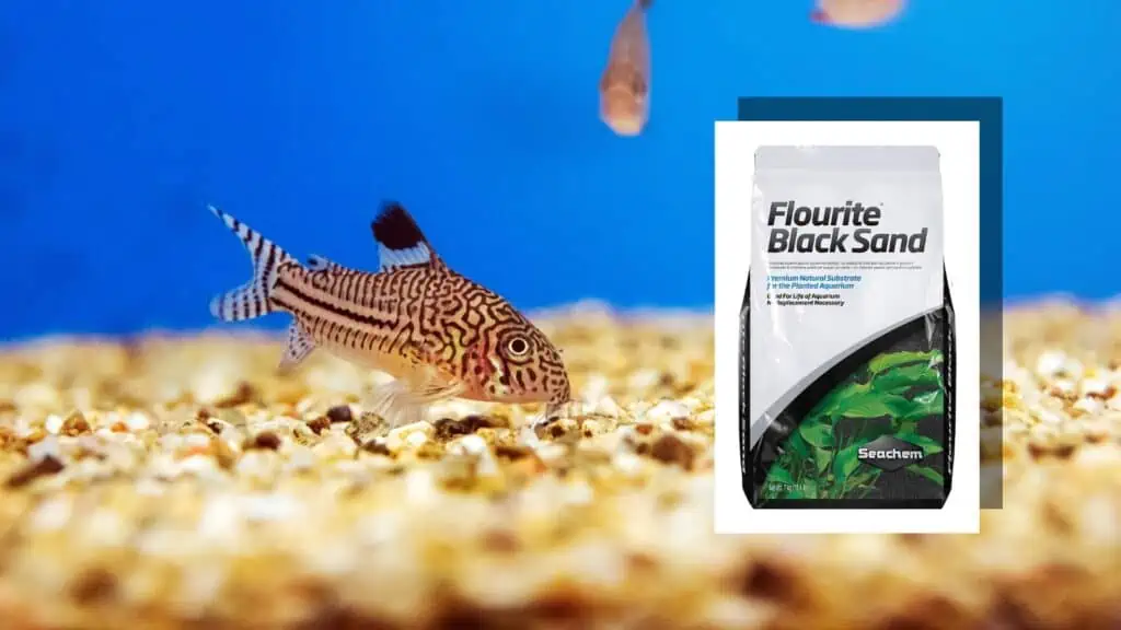 Best Substrate for Corydoras
