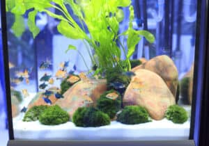 How to Fix Your Leaky Aquarium