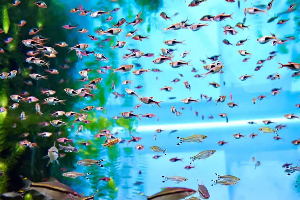 What Everyone Should Know About Breeding Fish