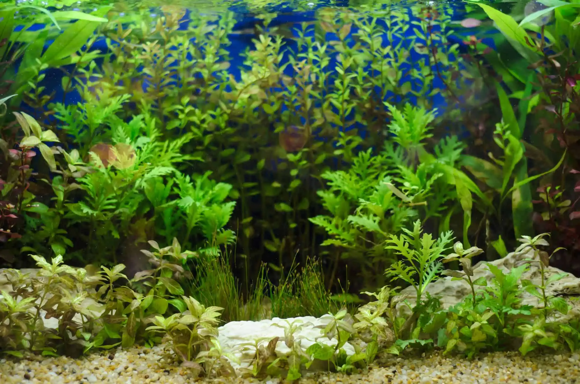 surprising benefits of aquarium plants