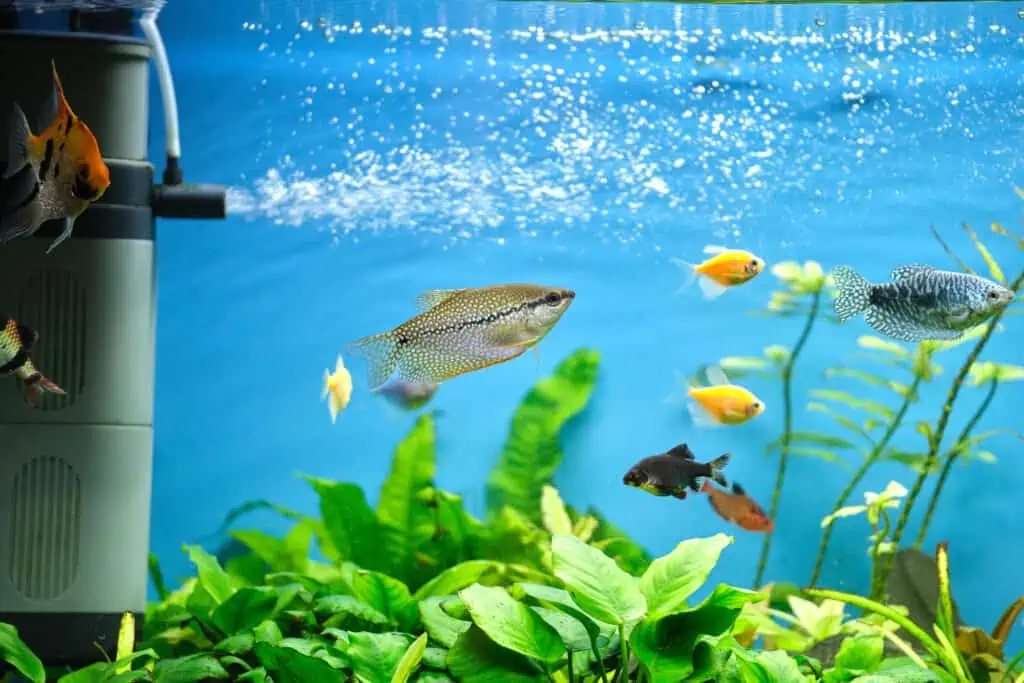 AI-Driven Fish Tanks