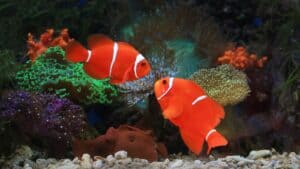Common Fish Disease Treatment Mistakes