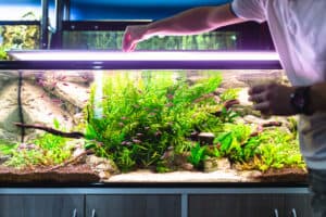 Common Fish Feeding Mistakes