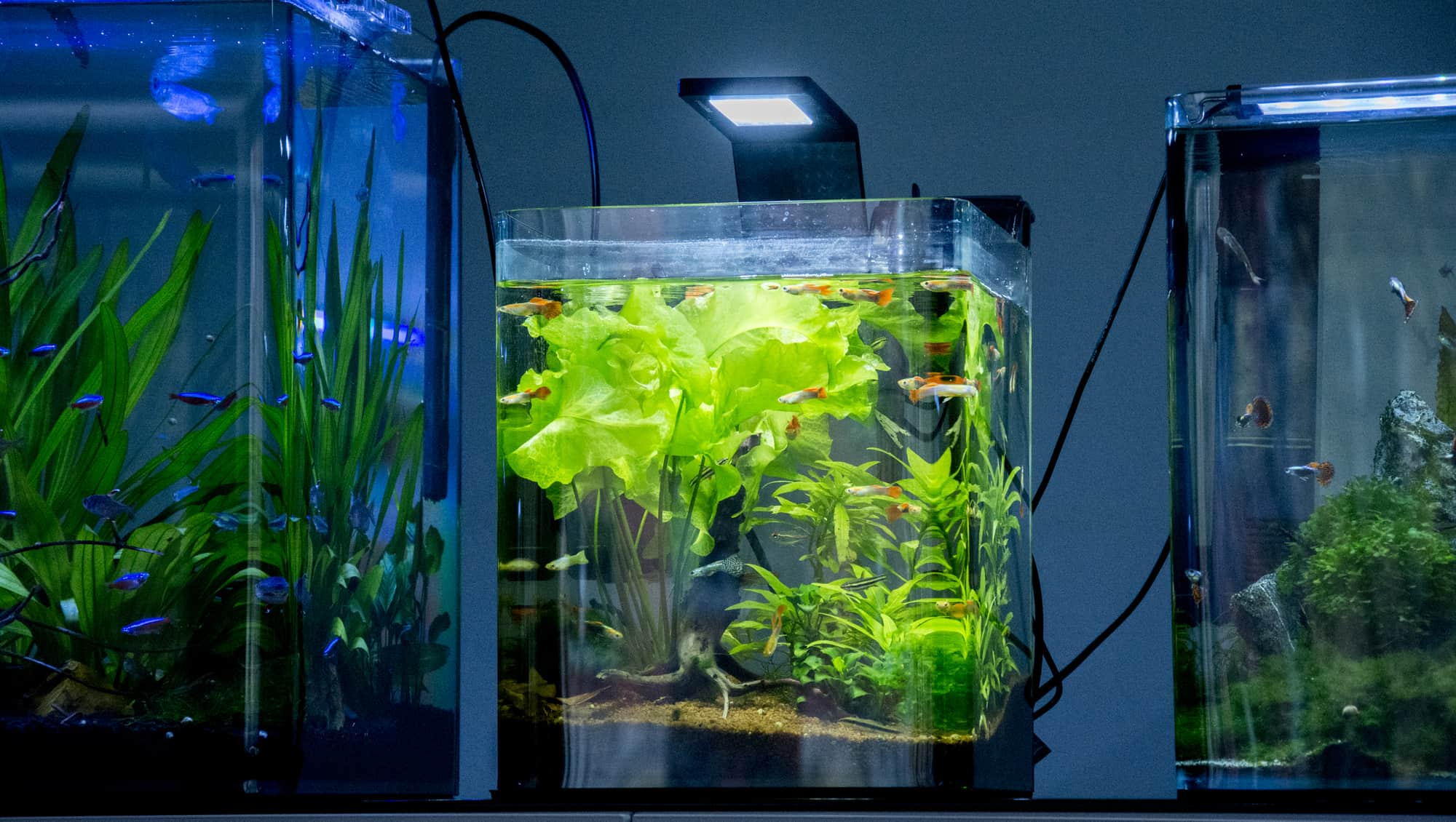Surprising Facts About Nano Tanks
