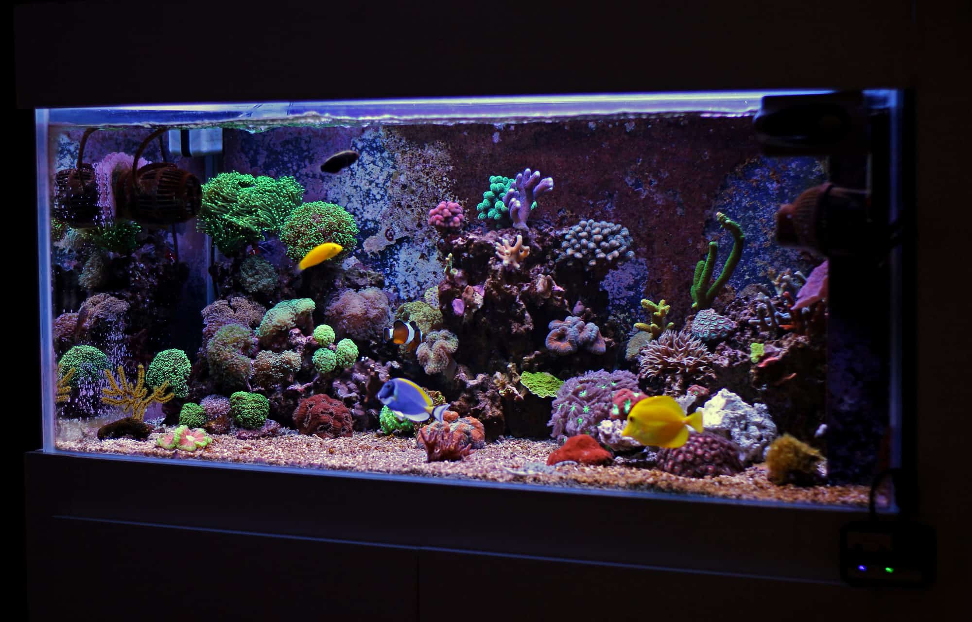 Things to Stop Doing If You Have a Saltwater Aquarium