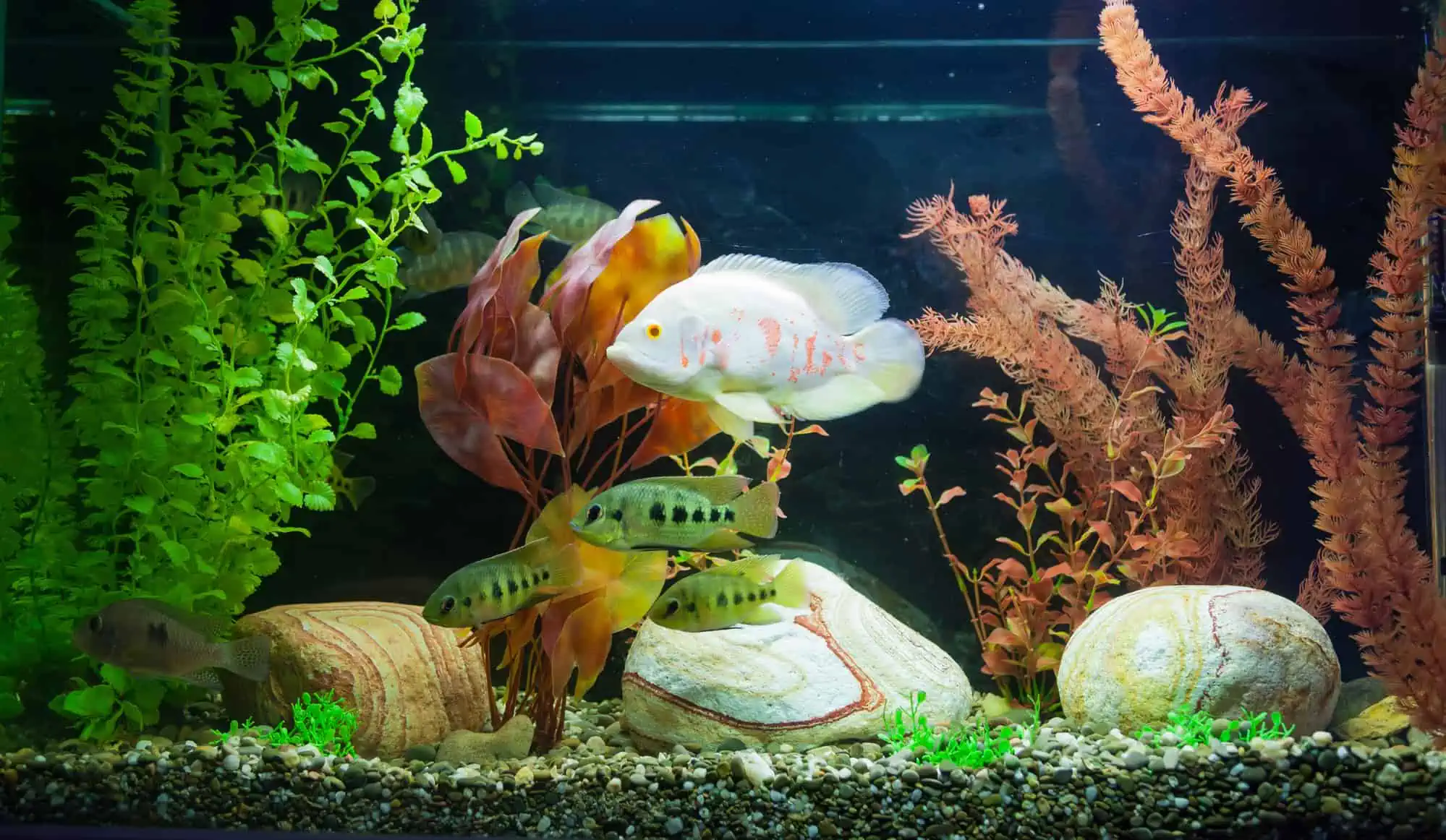 common fish compatibility mistakes