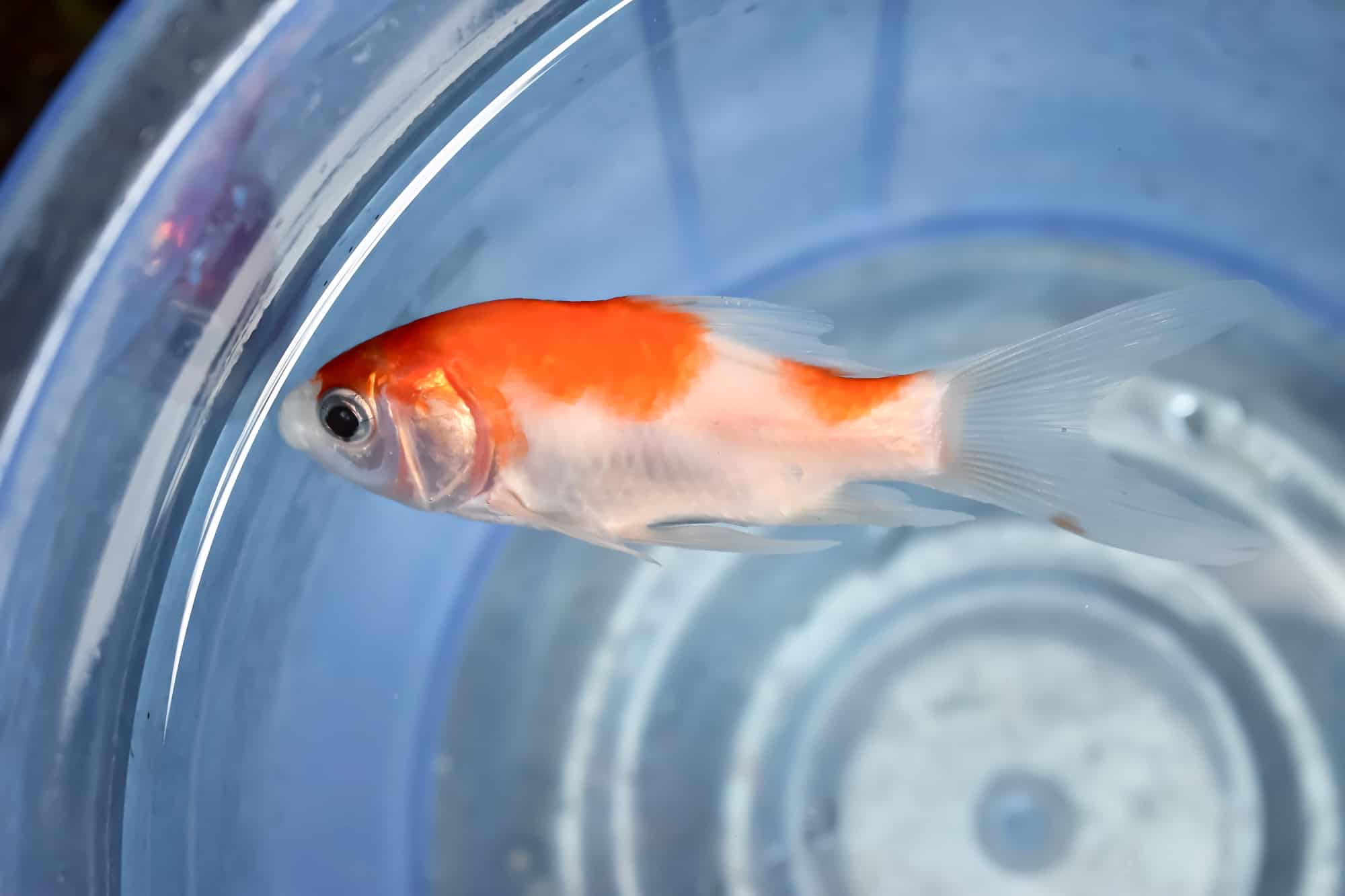 Signs of Stress in Fish