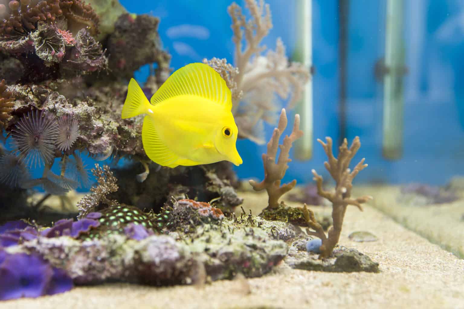 If You Recognize These Signs Your Fish Might Be Stressed Photo Inspiration