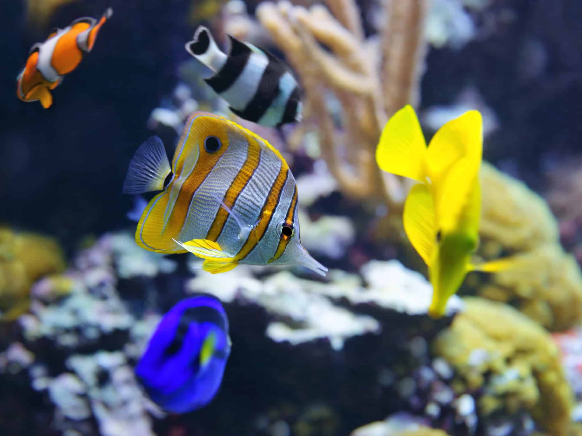 surprising facts about the exotic fish trade