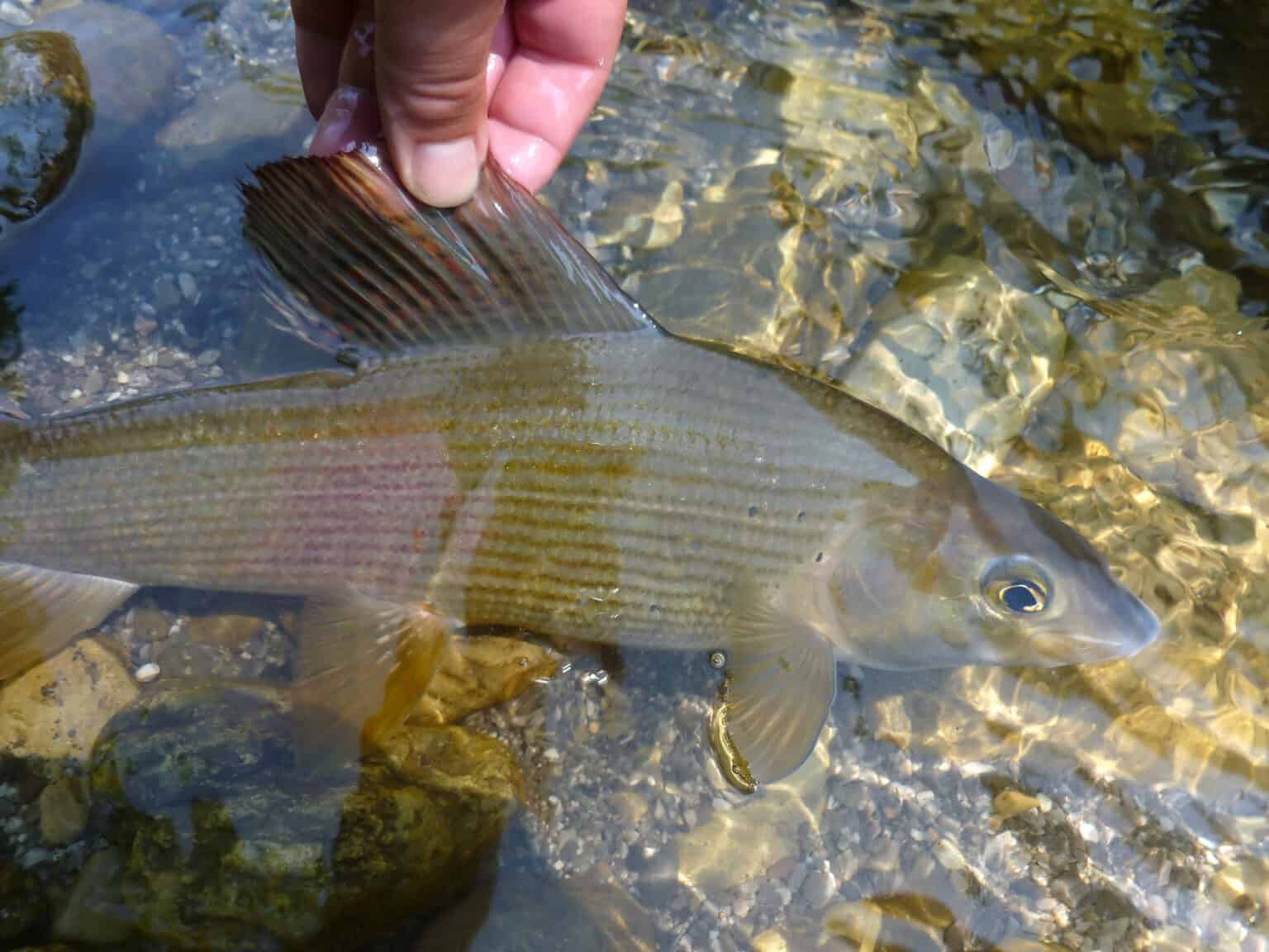Slime Out Fish The Fish Slime Coat: What It’s Made of and What It’s for