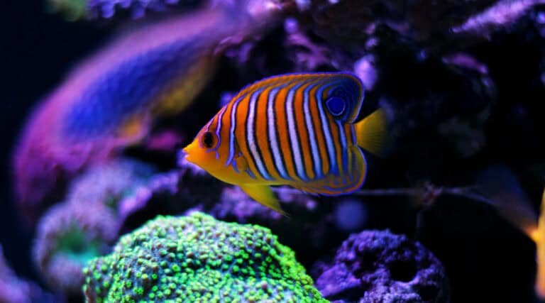 Colorful Saltwater Fish