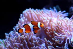 Most Photogenic Fish