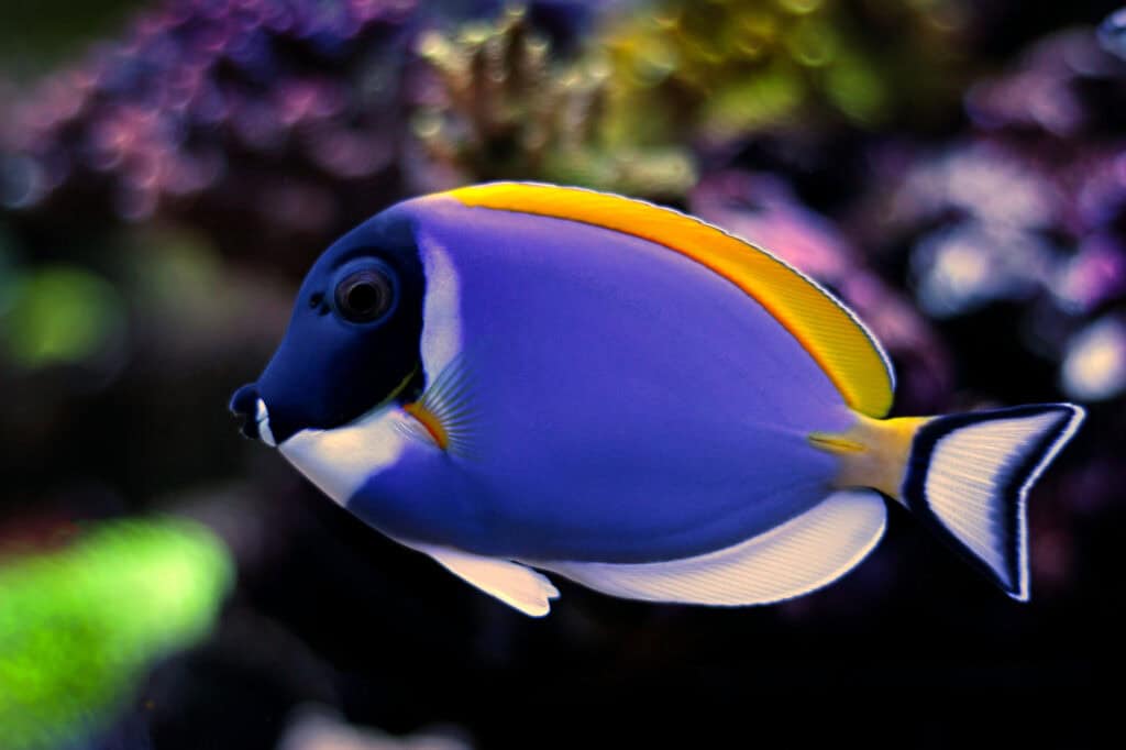 6 Colorful Saltwater Fish: Stunning Aquarium Additions