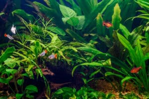 aquarium plants for beginners