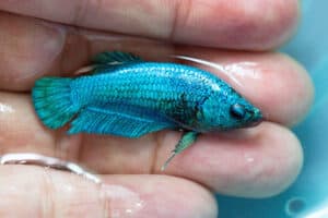 fish slime coat