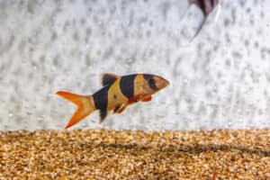 fish with long life spans