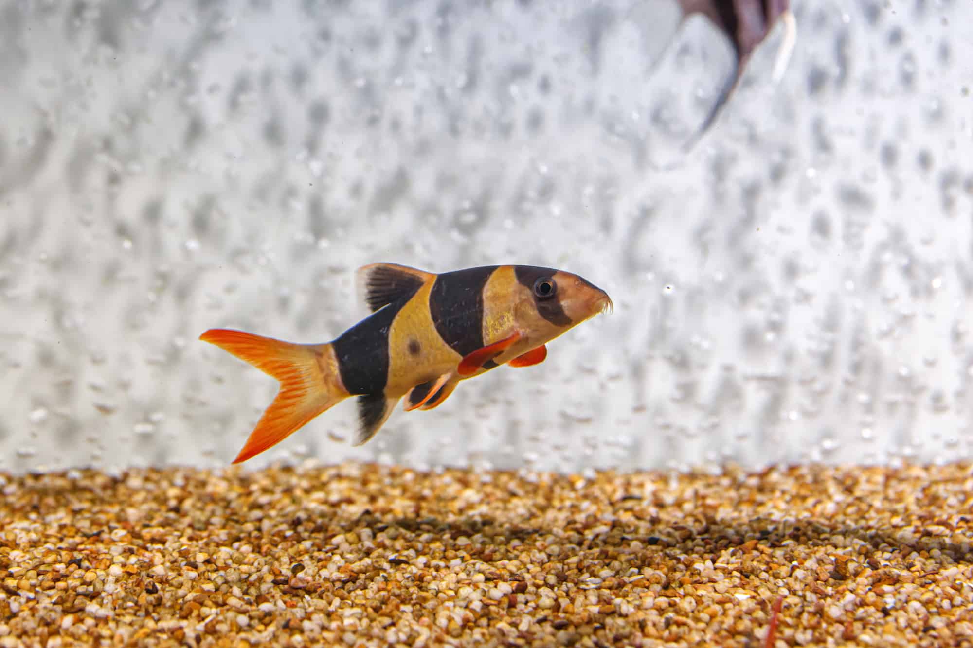 10 Fish With Long Life Spans: Enduring Companionship