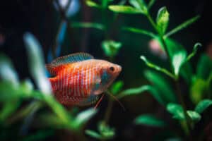 most playful fish