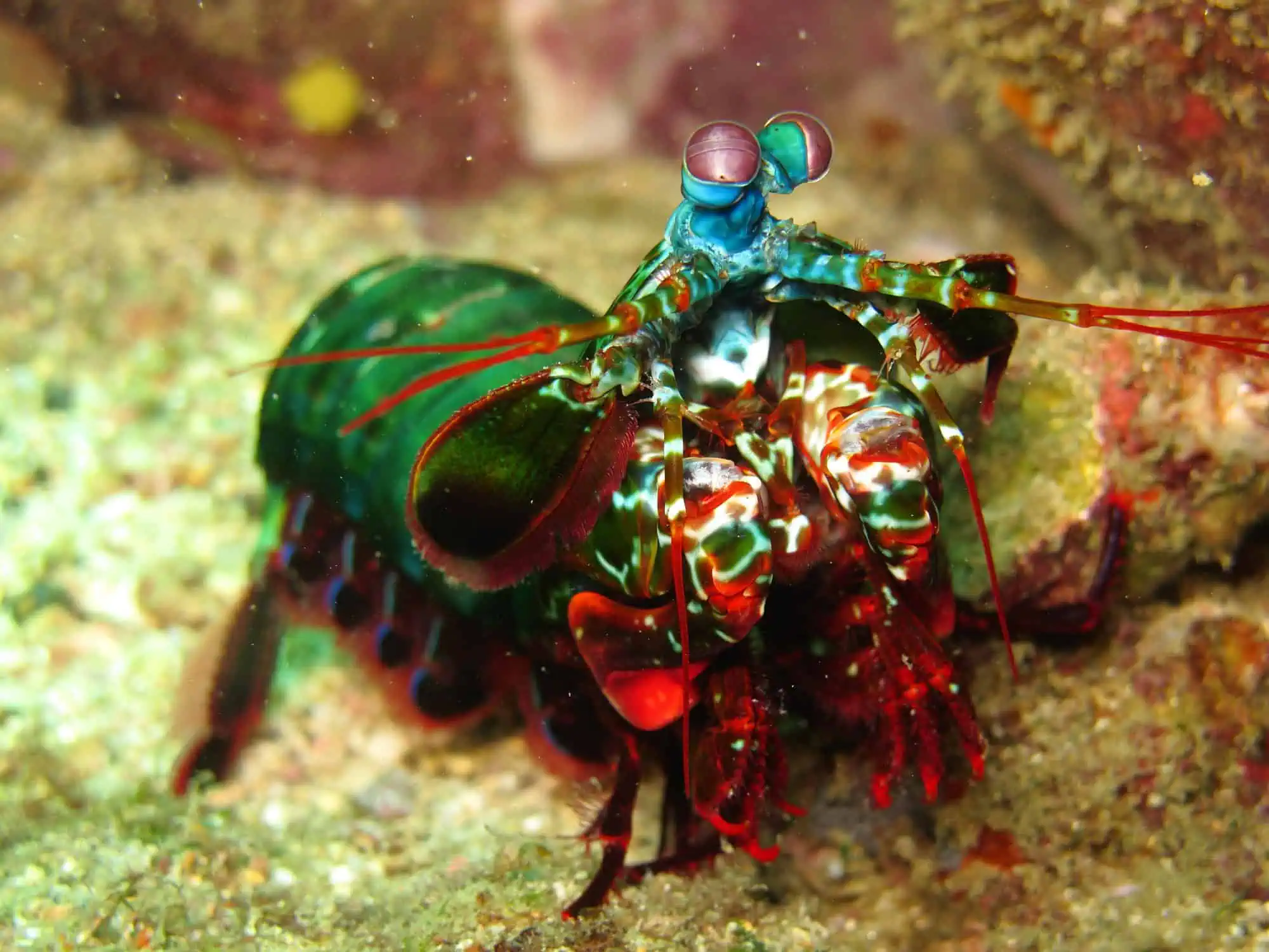 Most Rarest Invertebrates Invertebrates Archives - Aquariadise